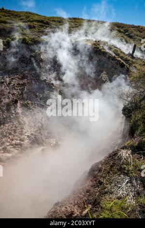 Dampflokomodions in der Craters of the Moon Thermal Area, Waikato Region, North Island, Neuseeland Stockfoto