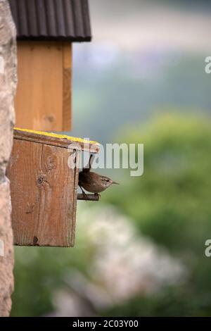 Wren an einem hölzernen Nistkasten in Großbritannien Stockfoto