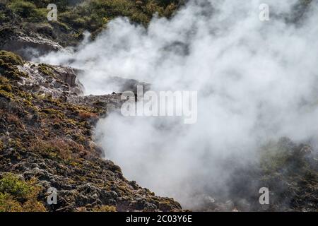 Dampflokomodions in der Craters of the Moon Thermal Area, Waikato Region, North Island, Neuseeland Stockfoto