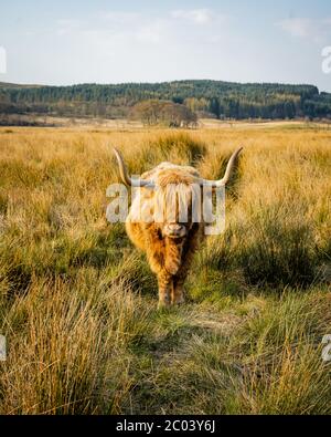 Low Shot schottische Hochland Kuh legen und essen. Eine Hochlandkuh mit einem sehr langen Büschel rötlichen Haares schaut direkt in die Kamera Stockfoto