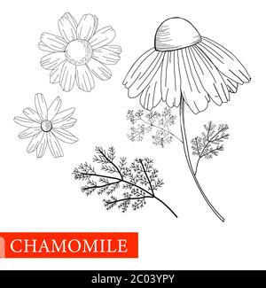Kamille ist schwarz und weiß. Botanische Illustration. Gut für Kosmetik, Medizin, Behandlung, Aromatherapie, Patientenversorgung, Paket-Design, Feld Stock Vektor