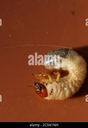 Foto von einem kleinen Maikäfer-Larven - Melolontha melolontha Stockfoto