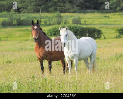 Eine Herde einheimischer Ponys im langen Sommerrasen. Stockfoto