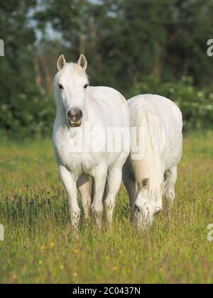 Eine Herde einheimischer Ponys im langen Sommerrasen. Stockfoto