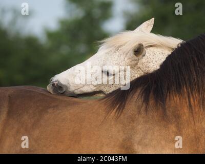 Zwei Pferde zeigen ein typisches Herdenverhalten, indem sie sich gegenseitig pflegen. Stockfoto