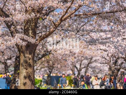 Japanische rosa Sakura Kirschblüten Baum mit Menschen genießen Hanami Frühlingsfest in einem Bokeh Hintergrund.