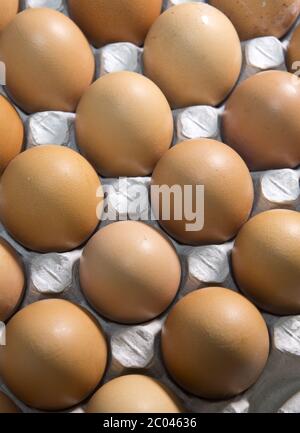 Eier liegen in der Pappauflage Stockfoto