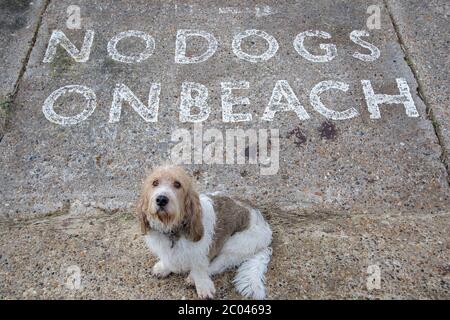 Trauriger Hund will einen Strandspaziergang. Keine Hunde erlaubt Schild. Französisch Basset Griffon Vendeen Hund suchen, um für einen Spaziergang entlang einer eingeschränkten Bereich von CO genommen werden Stockfoto