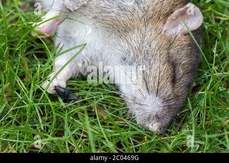 Tote vergiftete Ratte mit kleiner schwarzer Schnecke. Nahaufnahme der Nahrungskette. Tote Ratte. Vergiftete braune Ratte auf einem Gartenrasen liegend. Schädlingsnager Körper auf Gras. Stockfoto