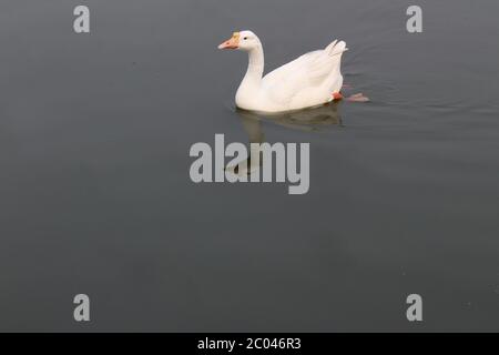 Ente im See im Sanjay Lake Park, Trilokpuri, Neu Delhi, Indien Stockfoto