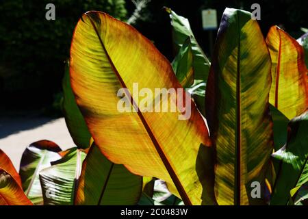 Abessinier Bananenpflanze mit sonnenbeschienenen, paddelförmigen Blättern, Harrogate, North Yorkshire, England, Großbritannien. Stockfoto