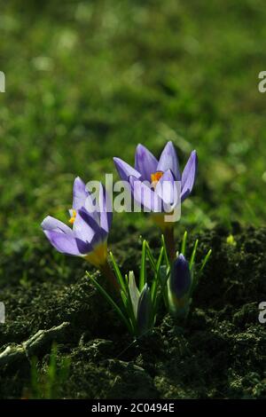 Schneeglöckchen Stockfoto