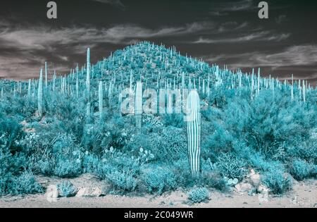 Infrarotbild mit Saguaro Kakteen / Kakteen und Bergen in Pinal County im Süden Arizonas in der Wüstenvegetation der Tucson Region im Winter Stockfoto