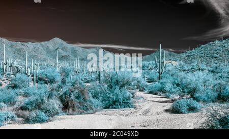 Infrarotbild mit Saguaro Kakteen / Kakteen und Bergen in Pinal County im Süden Arizonas in der Wüstenvegetation der Tucson Region im Winter Stockfoto