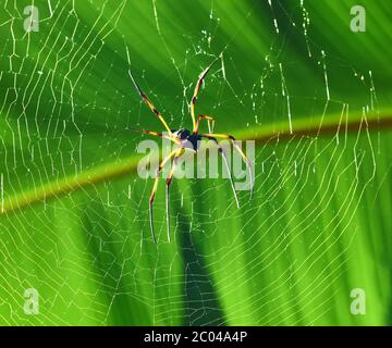 Riesenspinne Holz - Nephila Maculata / Nephila Pilipes Stockfoto