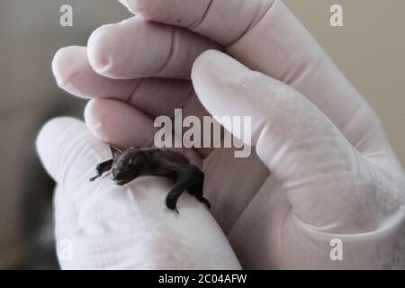 Ramat Gan, Israel. Juni 2020. Tierärzte untersuchen und betreuen einen Kuhl-Pipistrelle-Vesper-bat in der Triage-Klinik des Israel Wildlife Hospital. Das Krankenhaus und die Freiwilligen befinden sich im Safari Zoological Center in Ramat Gan und sehen eine Flut von Wildtieren, während Israelis aus der COVID-19-Sperre in die Natur entlassen werden, was möglicherweise Schäden verursacht, aber auch Hunderte von verletzten Tieren rettet. Quelle: Nir Alon/Alamy Live News Stockfoto