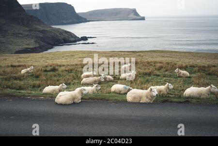 Schafe bei Regentag auf einspuriger Straße an der Westküste der Isle of Skye. Schottland, Vereinigtes Königreich. Typische schottische Inselszene. Horizontal, Querformat Stockfoto