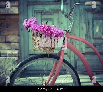 Oldtimer Fahrrad mit Korb mit Pfingstrose Blumen Stockfoto