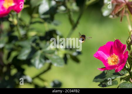 Bestäubung Von Bienen. Hummel Insekt fliegen zu einer Gartenrosenblume im Frühjahr oder Sommer. Biene schwebte in der Luft über den heißen rosa Blütenblättern und gelben Staubblättern Stockfoto