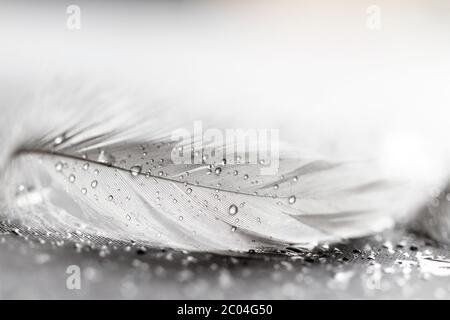 Weiße Feder mit Wasser fällt auf grauem Hintergrund Stockfoto