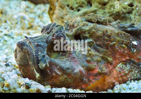 Steinfisch (Synanceia verzweigt) Stockfoto