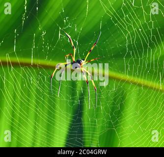 Riesenspinne Holz - Nephila Maculata / Nephila Pilipes Stockfoto