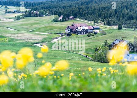 Wiese mit gelben Globenblumen, Trollius europaeus in Jizerka Dorf, Tschechische Republik. Stockfoto