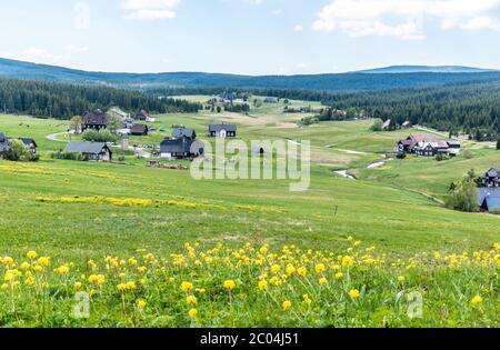 Wiese mit gelben Globenblumen, Trollius europaeus in Jizerka Dorf, Tschechische Republik. Stockfoto