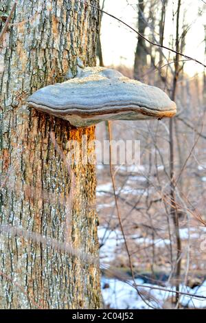Zunder Pilz auf einem Baum Stockfoto