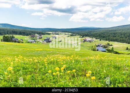 Wiese mit gelben Globenblumen, Trollius europaeus in Jizerka Dorf, Tschechische Republik. Stockfoto