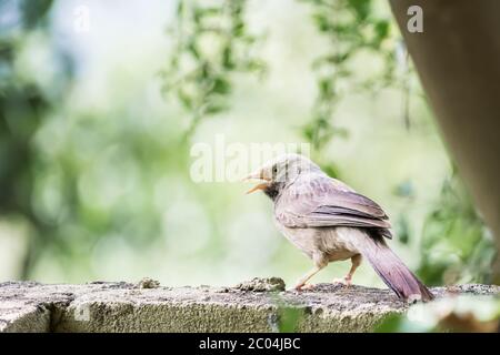 Gelber Babelschwalbe (Turdoides affinis) gefangen beim Stangen an der Wand und Singen Stockfoto