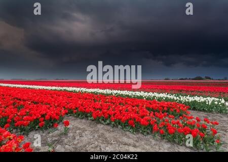 Dunkler stürmischer Himmel über Tulpenfeld Stockfoto