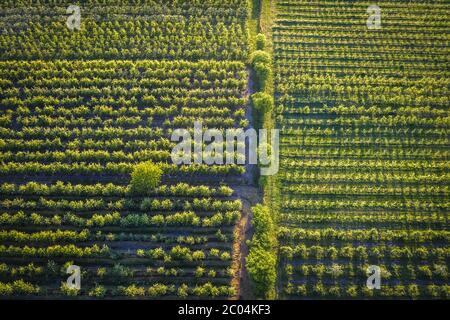 Obstgärten in Rogow Dorf in Brzeziny County, Lodzkie Woiwodschaft in Mittelpolen Stockfoto