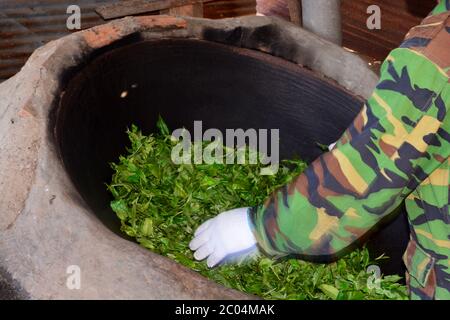 Pan gefeuerten Tee, Rösten in einer Pfanne, Teeblätter werden früh in der Verarbeitung geröstet, um die natürliche Oxidation Prozess zu stoppen. Die Aktionen dieser Enzyme sind s Stockfoto