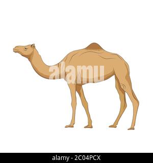Camel Cartoon Vektor-Illustration auf weißem Hintergrund Stock Vektor