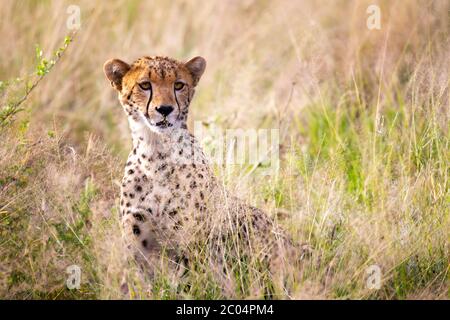 Ein Porträt eines Geparden in der Graslandschaft Stockfoto
