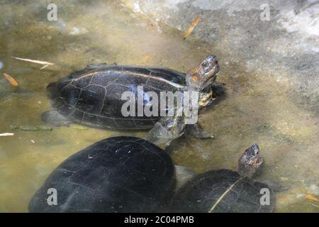 Schildkröten im Teich Stockfoto