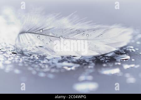 Weiße Feder mit Wasser fällt auf blauem Hintergrund Stockfoto