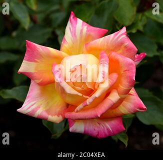 Nahaufnahme der gelben und roten Blüte einer Harry Wheatcroft Rose. Stockfoto