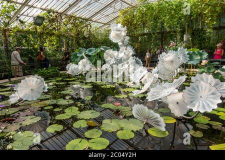 'Ethereal White Persian Pond', eine Glasskulptur von Dale Chihuly im Waterlily House, Royal Botanic Gardens, Kew, Richmond upon Thames, UK. Stockfoto