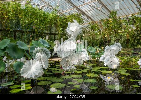 'Ethereal White Persian Pond', eine Glasskulptur von Dale Chihuly im Waterlily House, Royal Botanic Gardens, Kew, Richmond upon Thames, UK. Stockfoto