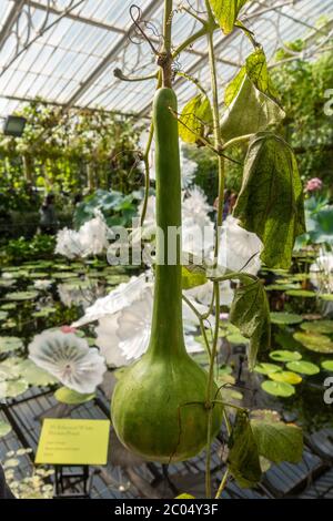 'Ethereal White Persian Pond', eine Glasskulptur von Dale Chihuly im Waterlily House, Royal Botanic Gardens, Kew, Richmond upon Thames, UK. Stockfoto