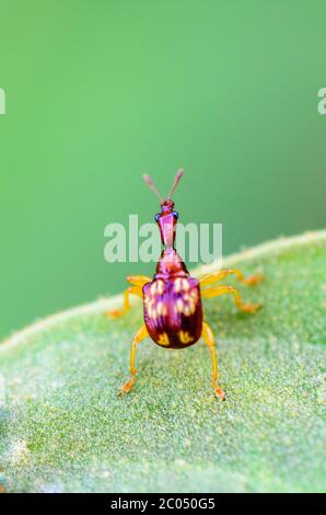 Nahaufnahme Leaf Rolling Weevil oder Giraffe Weevil Stockfoto