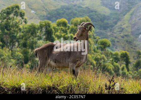 Der Nilgiri tahr (Nilgiriragus hylocrius) ist ein Hufling, der in den Nilgiri Hills und im südlichen Teil der Western & Eastern Ghats endemisch ist Stockfoto