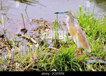 Squacco Heron im Queen Elizabeth National Park, Uganda (Ardeola ralloides) Stockfoto