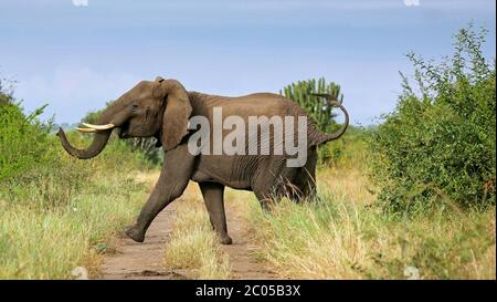 Elefant im Queen Elizabeth National Park, Uganda (Loxodonta africana) Stockfoto