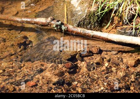 Kröte oder Kröte, Bufo bufo, im flachen Wasser Stockfoto