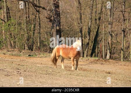 Ein Haflinger Pferd posiert auf Wiese Stockfoto
