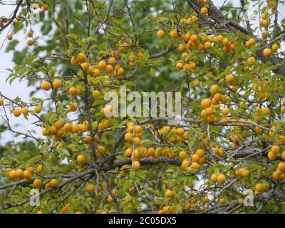 Mirabelle-Baum Stockfoto