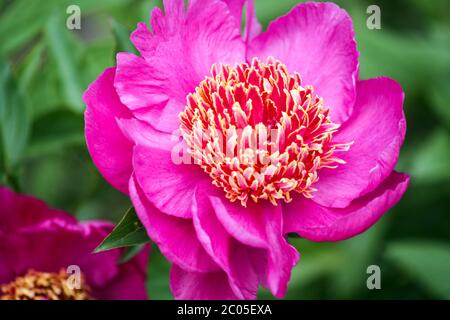 Pfingstrose 'Neon' wunderschöne rosa Pfingstrose Stockfoto